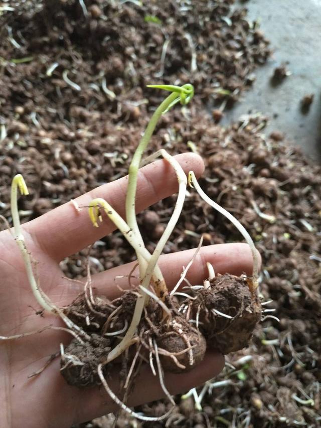 半夏 药材种植 农业创业好项目？ 锋哥告诉你实情