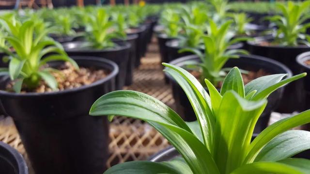 新手也能轻松将盆栽百合养开花，夏季搬半阴处，叶子继续养着