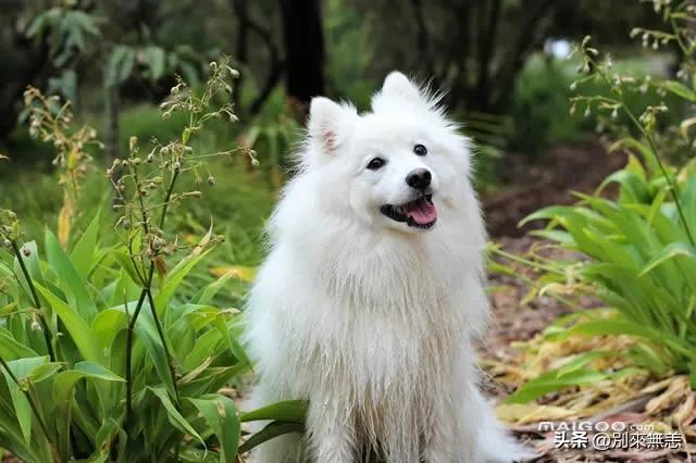 十大最适合家养的犬