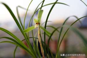 种植春兰视频(新手养兰花，能快速服盆萌发壮苗开花旺盛的植料，究竟有哪些特征)