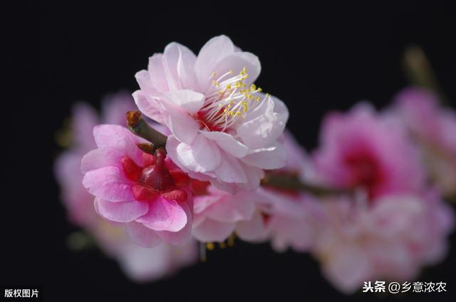 梅花种植技术，平时的养护技巧，这里告诉你