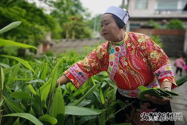 平坝打磨村：粽叶种植成为乡村振兴“致富叶”