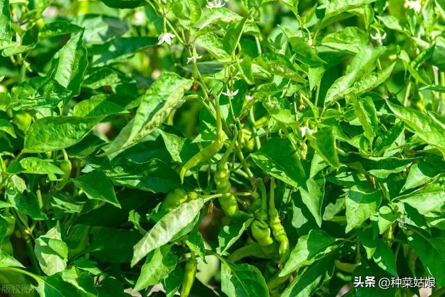 种植辣椒，有没有什么小窍门，能够让辣椒结的多，植株长得好？