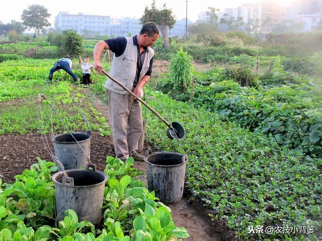 作物生长期磷肥用的巧，长势壮、用肥少，节本增产种植效益好