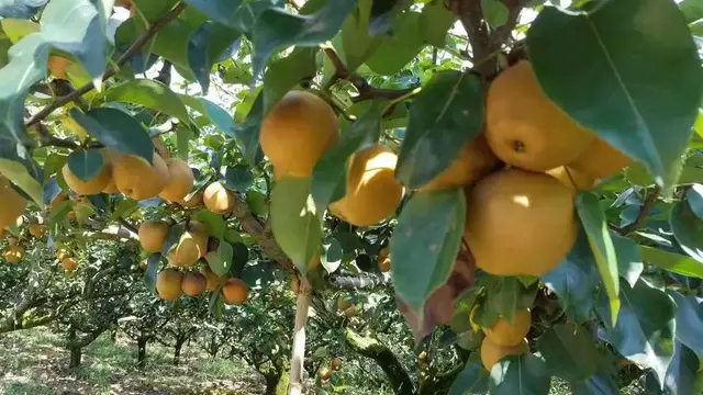 教科书般的翠冠梨种植方法，熟练掌握每个环节，枝头挂满果