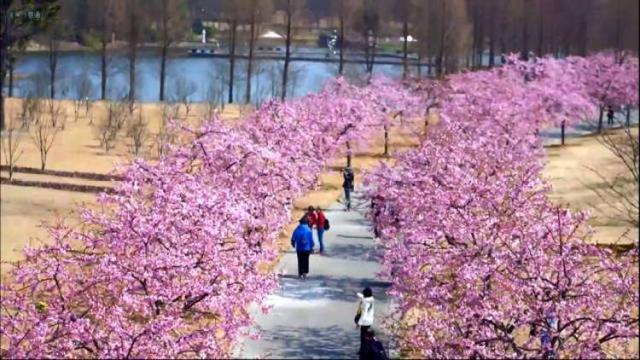 樱花一年开四回？绽放一周后赏樱最佳？“追樱”成功的秘诀都在这里了！