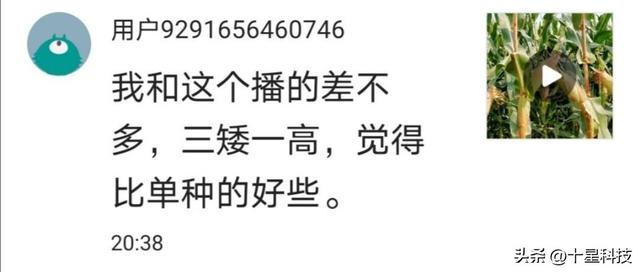 啥叫好的夏玉米？4000株密度，只用半袋尿素，可以随便对比