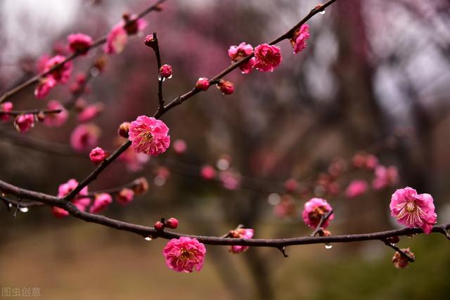 关于腊梅为冬春园景花木，有浓烈芳香，腊梅的栽培管理你了解吗？