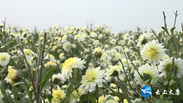 「乡村振兴」太康：400亩菊花喜获丰收