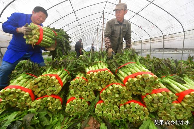 莴笋喜欢什么肥料？如何管理才能长得又粗又壮？老农种植经验分享