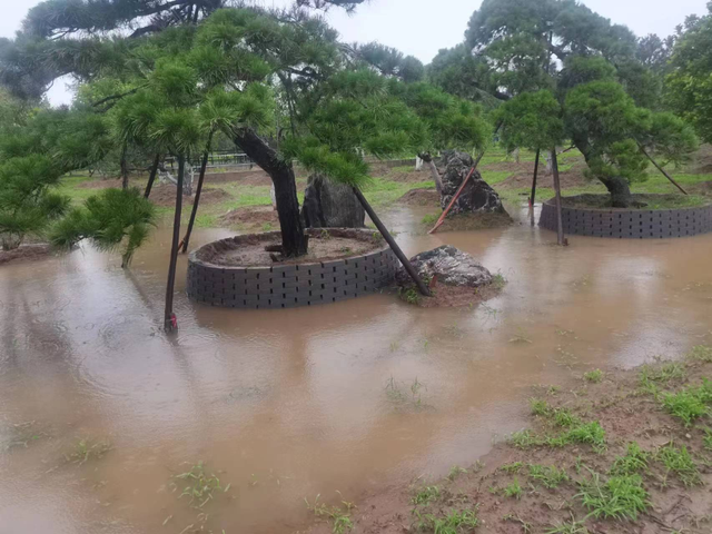 河流倒灌、持续泡水、内涝严重 北京苗圃遭遇“史上最强”暴雨