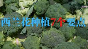 西兰花种植方法(种好西兰花的7个关键点：时间，品种，施肥，浇水，实现高产)