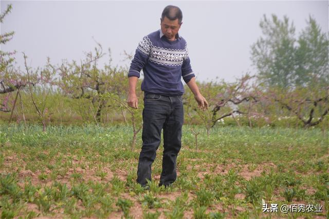 白术苗期，是防治根部病害的重要期，很多农民朋友用错了施药方法