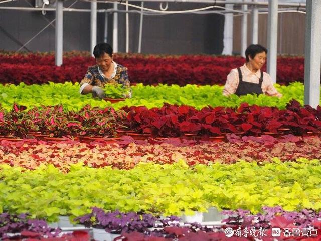 青岛北郊，农民从种粮转到多肉、花卉和绿植盆栽