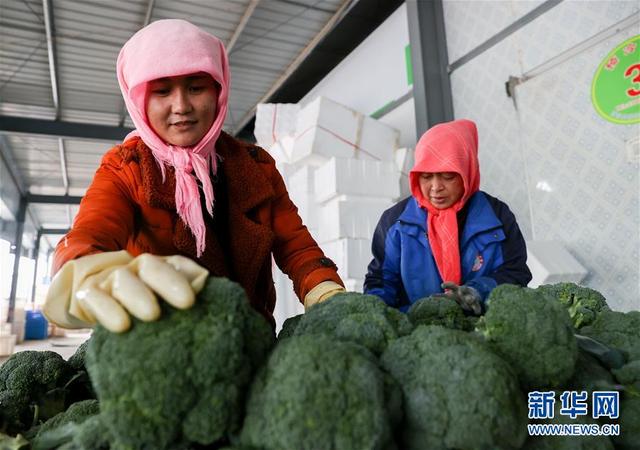 宁夏西吉：冷凉蔬菜产业助脱贫