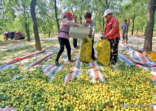 枣树开花结果少、落花落果多？学会这一招，满树大枣压枝头