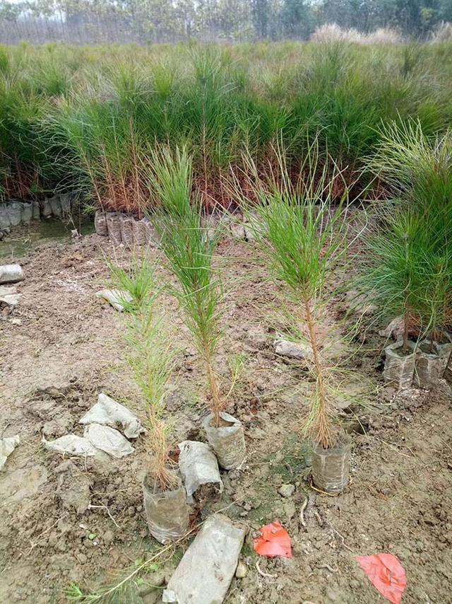 湿地松什么时候移栽？湿地松的种植与管理技术