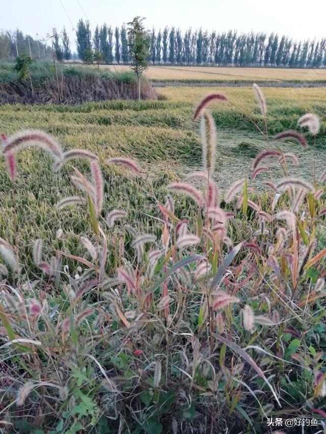 回乡游钓杂记（三）