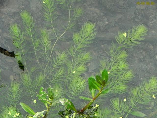 庭院设计师精心总结的15种适合庭院水池栽种的水生植物，建议收藏