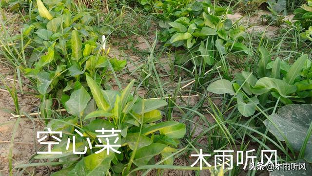 空心菜怎样种植长得好，需要什么样的生长条件？如何浇水与施肥？