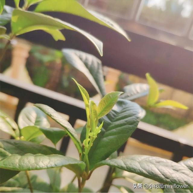 养桂花，学会4招，桂花砰砰爆花满枝头，满屋皆是醉人香