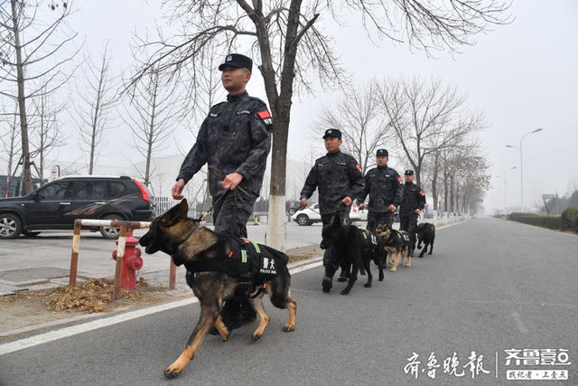 探秘警犬训练基地，原来这些特殊“警员”是这样“炼”成的