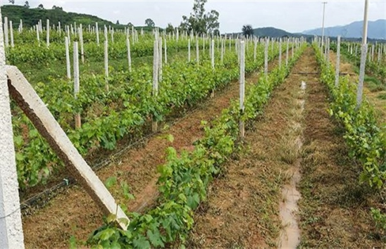 农村种植户分享葡萄的种植技术要点，才能高产丰收