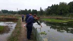 养殖小龙虾水体发红(养殖户警惕小龙虾虾塘出现这些水色就危险了)