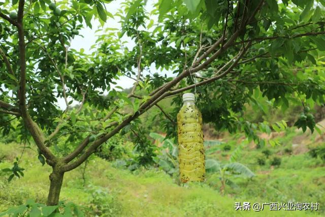 玉林市美食上线