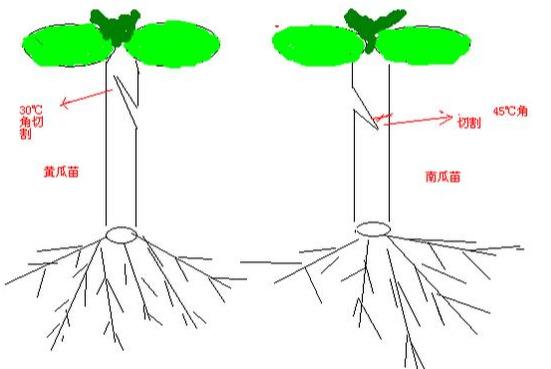 黄瓜嫁接都有哪些技术环节？提高嫁接成活率，5个环节要掌握