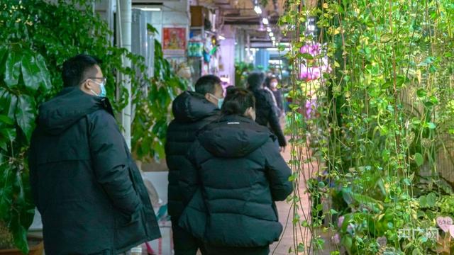 花卉市场春意浓 姹紫嫣红迎新年