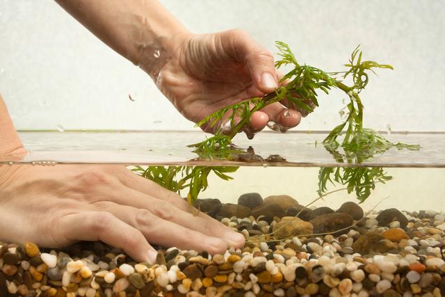 怎么养好水草？掌握水草生长的7个因素，养一缸漂亮水草