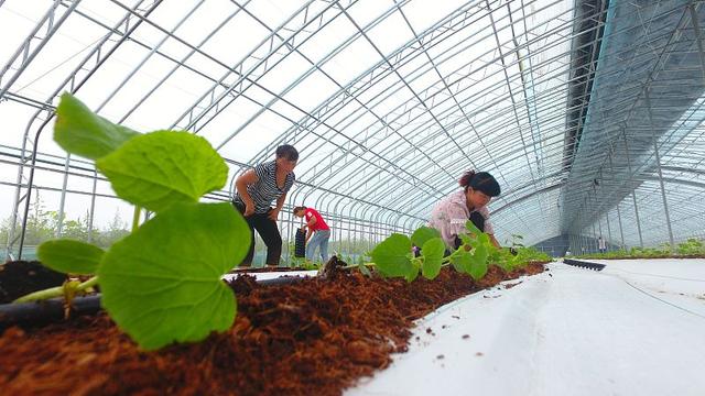 香瓜清香可口，掌握这5点种植技术，种出来的香瓜品质优、产量佳