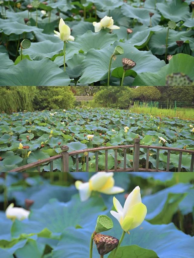 采摘、垂钓、赏景……来宝山这里，享受夏日的果香滋味~