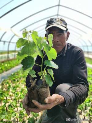 果苗种植技术(如何挑选一级优质树苗？提醒大家记住这些选苗技巧)