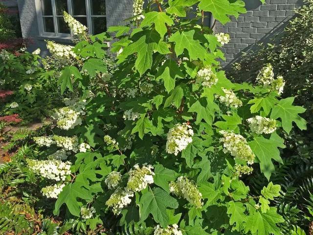 容易打理的几种庭院植物，耐阴、耐旱和耐寒的植物，对新手很友好