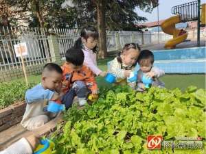 种植区图片(洪江区桂花园乡希望之星幼儿园：小小种植园，快乐大丰收)