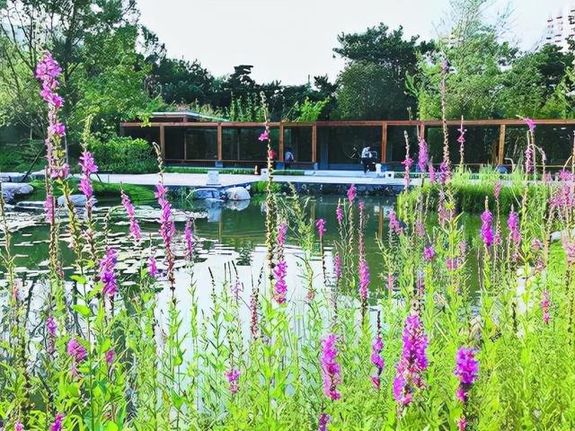 庭院设计师精心总结的15种适合庭院水池栽种的水生植物，建议收藏