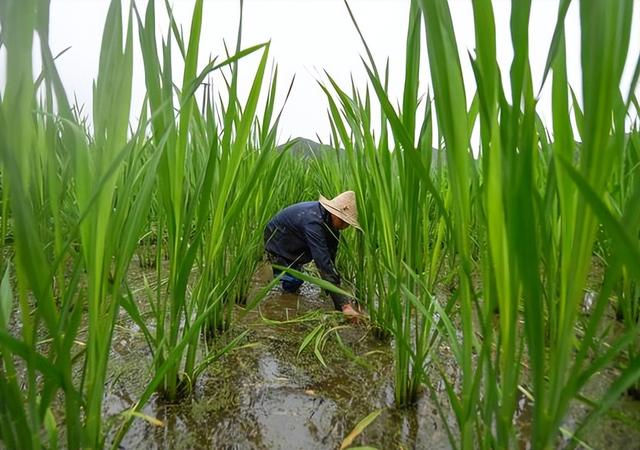 茭白：古老的粮食变成蔬菜，种一季管多年，为何很少人规模种植？