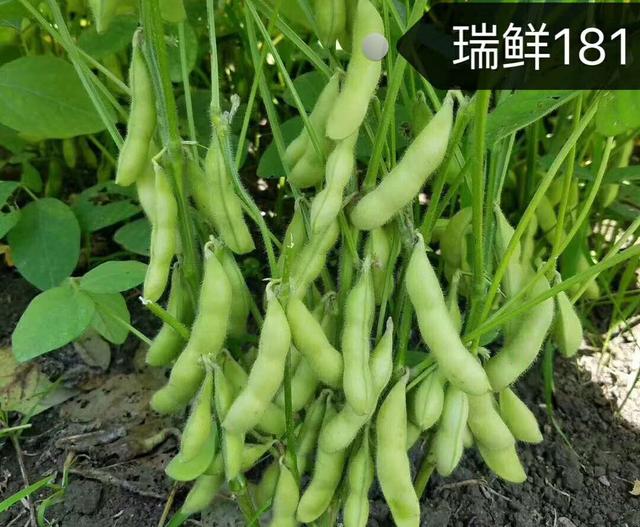 种豆时节到！农户种早熟毛豆的首选品种！55天左右可采鲜荚