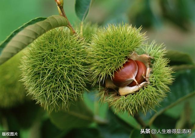 板栗种植技术，这些知识，跟着高手好好学哦