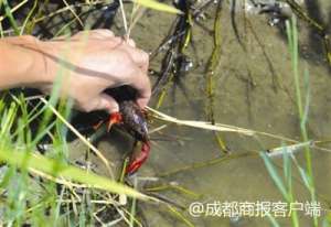 成都附近龙虾养殖基地(吃小龙虾的季节又来了 四川养殖人推出生物养殖)