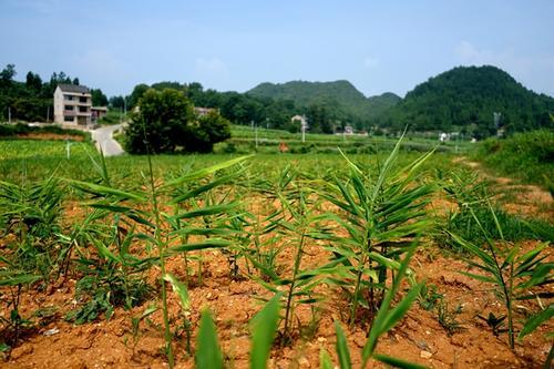 姜主要栽培技术，学会以下几点，提高其品质及产量