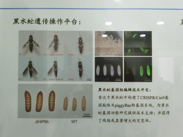 湿垃圾三年增长七成，上海用虫“解围”，5000万条一天吃掉50吨