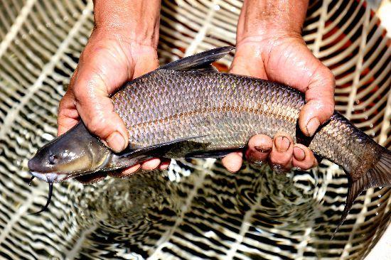 500万尾珍稀土著鱼牛栏江“安家”