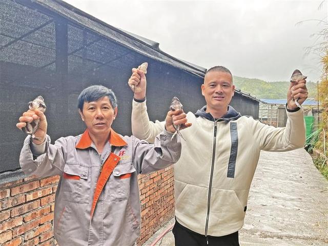 古田鹤塘：生态养石蛙 铺就致富路