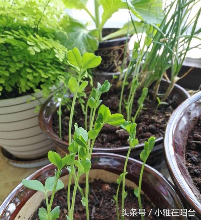 夏天阳台种上这几种菜，两个月就能采摘，不易生虫，长的又快又旺