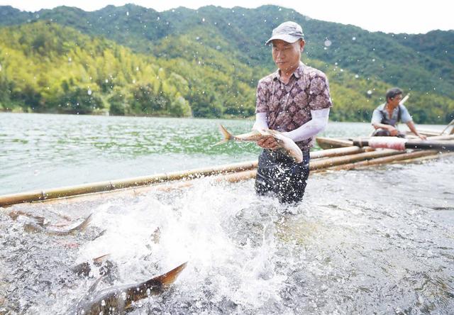 6月份淡水鱼养殖病害预防看这里→