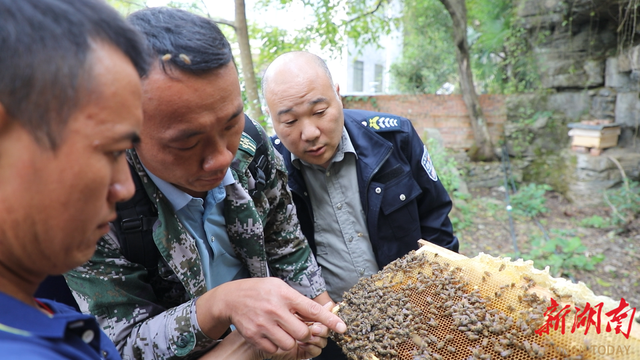 道县：培育特色“蜂”产业 拓宽乡村振兴致富路