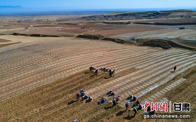 民乐中药材种植忙 土里生“金”促增收